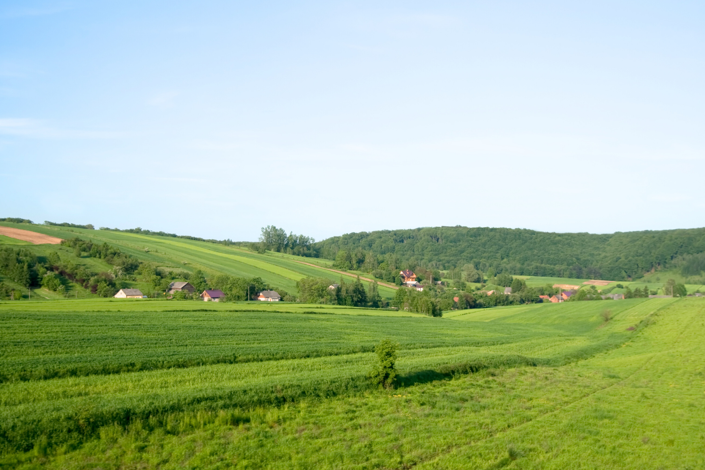 44 nierstein.webp